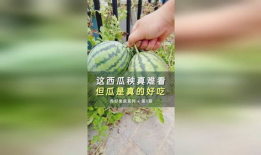 天仙吃瓜爆料是真的吗,真相揭秘，是真是假？